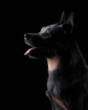 Avustralyalı Heeler siyah arka planda stüdyoda. Karanlıkta köpek
