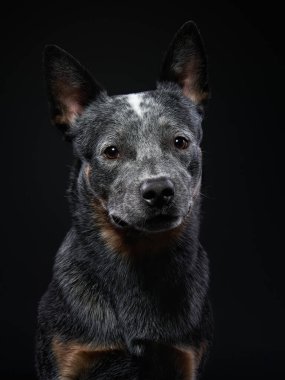 Avustralyalı Heeler siyah arka planda stüdyoda. Karanlıkta köpek
