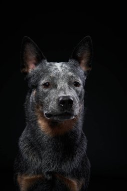 Avustralyalı Heeler siyah arka planda stüdyoda. Karanlıkta köpek