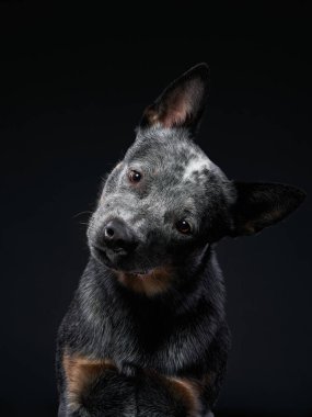 Avustralyalı Heeler siyah arka planda stüdyoda. Karanlıkta köpek