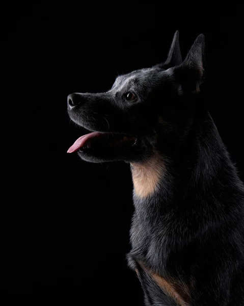 Australian Heeler in the studio on a black background. dog on dark — Stock Photo, Image