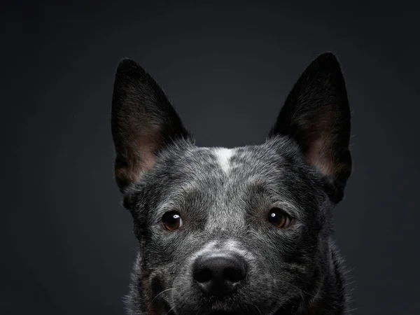 Australian Heeler im Studio auf schwarzem Hintergrund. Hund im Dunkeln — Stockfoto