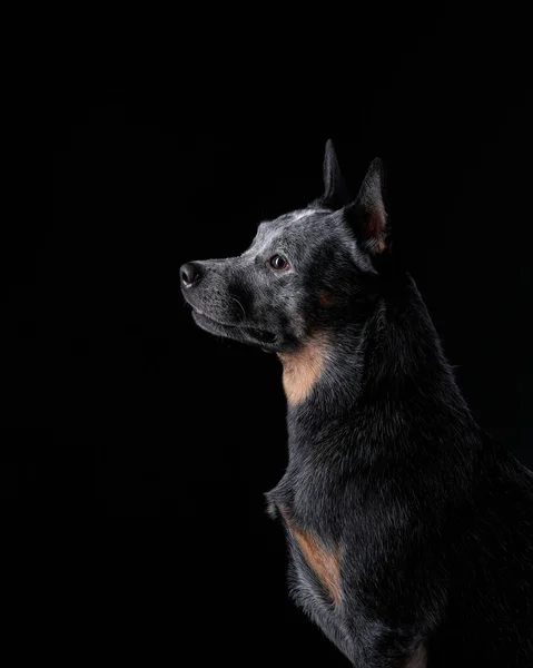 Australian Heeler no estúdio em um fundo preto. cão no escuro — Fotografia de Stock