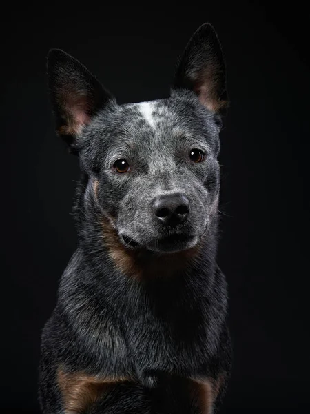Australian Heeler no estúdio em um fundo preto. cão no escuro — Fotografia de Stock