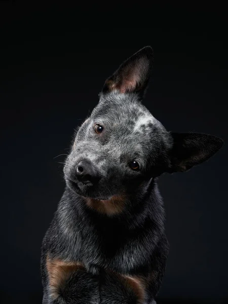 Australian Heeler en studio sur fond noir. chien sur noir — Photo
