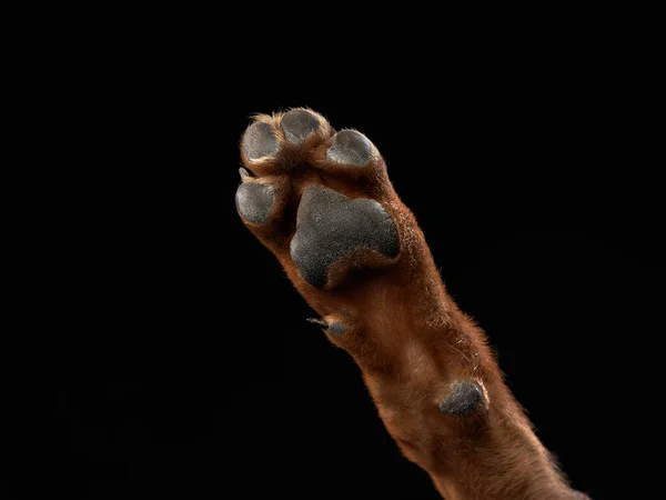 Cachorro de perro lobo juguetón. perro sobre fondo negro — Foto de Stock