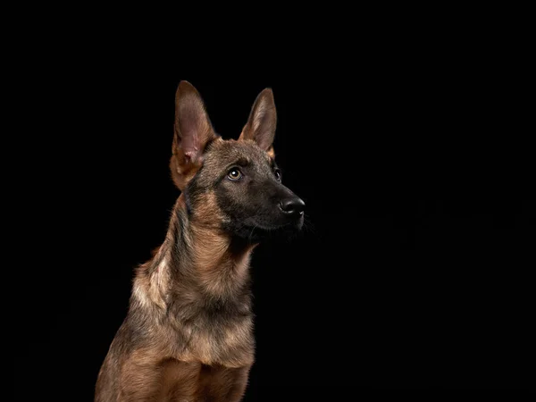 遊び心のあるオオカミ犬の子犬。黒を背景にした犬 — ストック写真