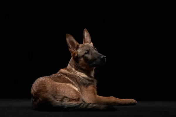 Verspielter Wolfshund-Welpe. Hund auf schwarzem Hintergrund — Stockfoto