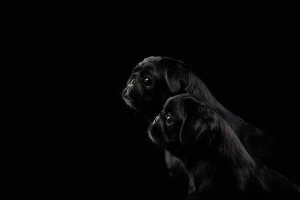Two black pugs on a black background. Pet portrait in studio — Stock Photo, Image