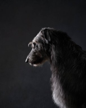Siyah arka planda İrlandalı kurt köpeği. Stüdyoda köpek var.