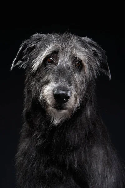 Chien de loup irlandais sur fond noir. Chien en studio rétroéclairé — Photo