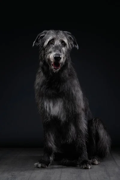 Chien de loup irlandais sur fond noir. Chien en studio rétroéclairé — Photo