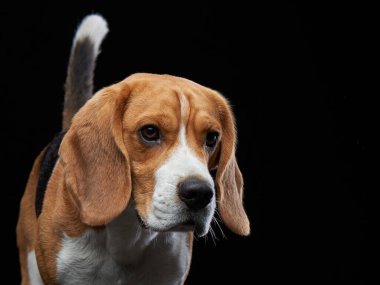 Karanlık arka planda bir portre. Komik Beagle. 