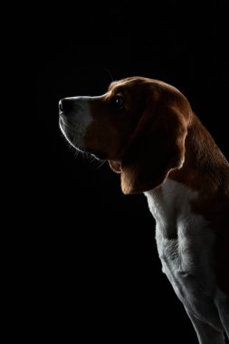 Karanlık arka planda bir portre. Komik Beagle. 
