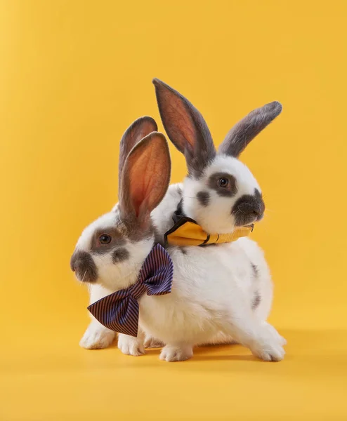 Bir fiyonkta parlak sarı arka planda iki tavşan. Komik hayvan. — Stok fotoğraf