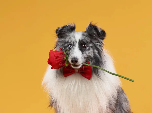 Cão em um fundo amarelo. Aniversário de animais de estimação. Sheltie marmorizado com caixa de celebração — Fotografia de Stock