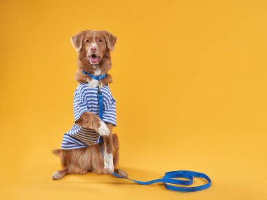 Sarı arka planda yelek giyen köpek. Komik Nova Scotia ördek av köpeği kıyafetleri içinde