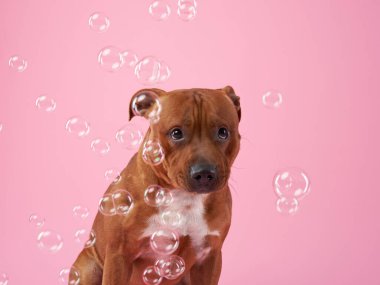 Sabun köpüklü Staffordshire boğa teriyeri. Pembe arka planda bir köpek