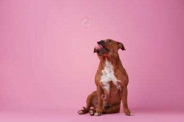 Sabun köpüklü Staffordshire boğa teriyeri. Pembe arka planda bir köpek