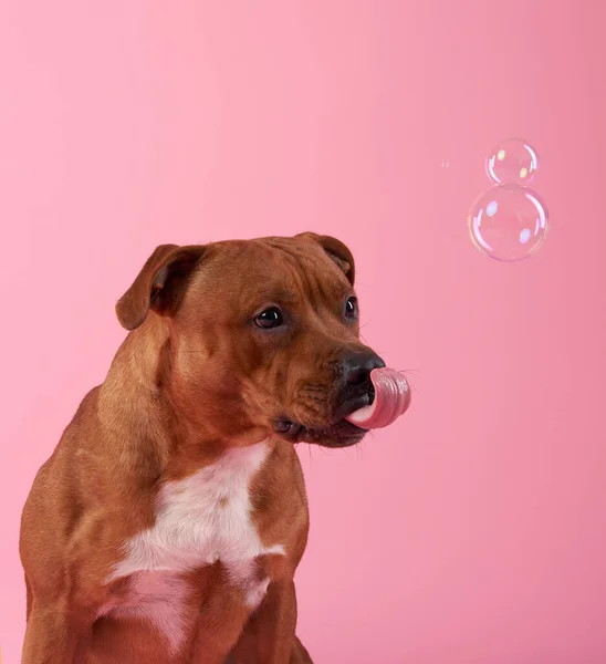 Staffordshire bull terrier with soap bubbles. Dog on a pink background