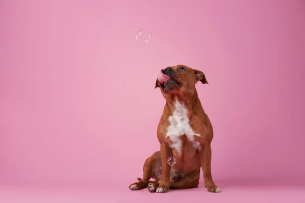 Staffordshire bull terrier with soap bubbles. Dog on a pink background