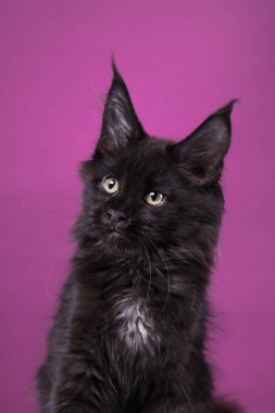 Pembe arka planda Maine Coon Kitten. Stüdyoda kedi resmi
