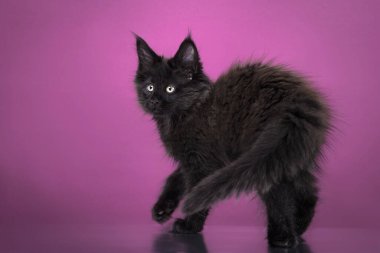 Pembe arka planda Maine Coon Kitten. Stüdyoda kedi resmi