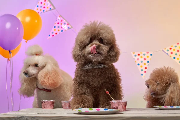 Cumpleaños de perros. Varios caniches están comiendo pastel. Vacaciones con una mascota, carnaval, diversión — Foto de Stock