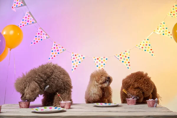 Hundars födelsedag. Flera pudlar äter tårta. Semester med husdjur, karneval, kul — Stockfoto