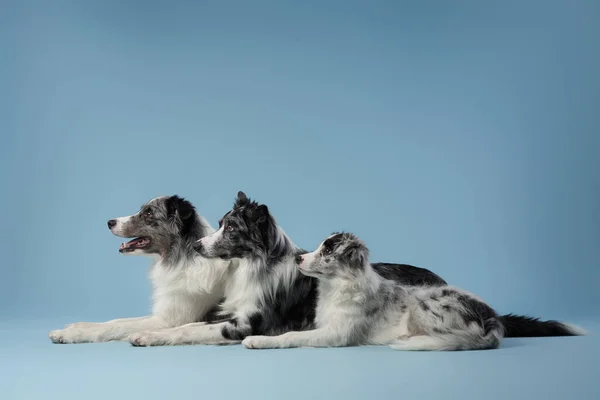 Três cães idênticos juntos. Mármore preto e branco sobre fundo azul. Família Collie Fronteira. — Fotografia de Stock