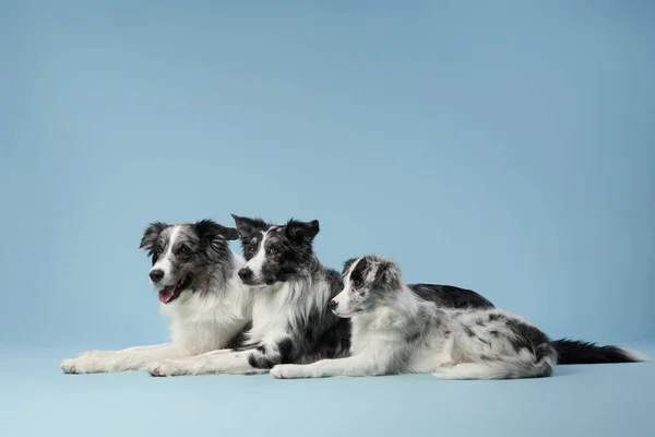 Drei identische Hunde zusammen. Schwarzer und weißer Marmor auf blauem Hintergrund. Border Collie Familie. — Stockfoto