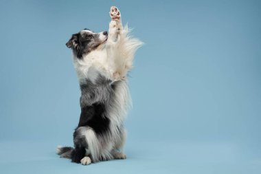 Mavi arka planda mavi bilye sallayan köpek pençesi. İtaatkar sınır köpeği 
