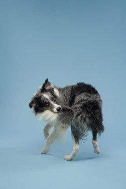 Köpek kuyruğunu tutuyor, mavi bir arka planda mavi bilye. İtaatkar sınır köpeği 