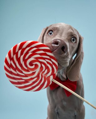 Komik köpek lolipopu yalıyor. Mutlu Weimaraner köpeği mavi üzerinde 