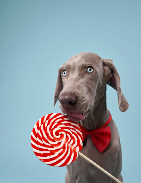 Funny dog licks lollipop. Happy Weimaraner puppy on a blue 