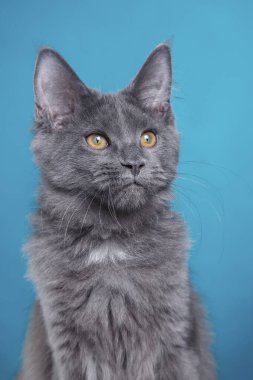 Mavi arka planda Maine Coon Kitten. Stüdyoda kedi resmi