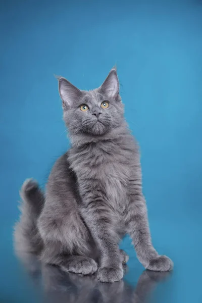 Maine Coon Kitten sobre un fondo azul. retrato de gato en estudio —  Fotos de Stock