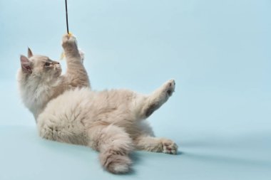Mavi arka planda Sibirya kedisi. Reklam için kedi stüdyosu fotoğrafı. Mutlu hayvan 