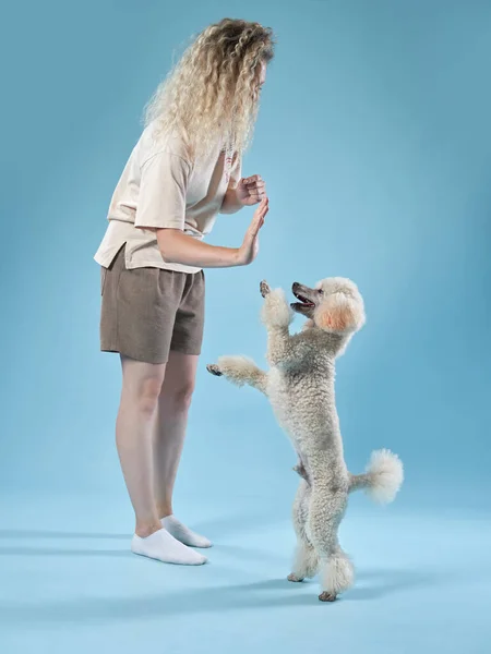 Fille avec un chien saute, joue dans un studio photo sur un fond de couleur vive. Caniche et femme bouclée — Photo