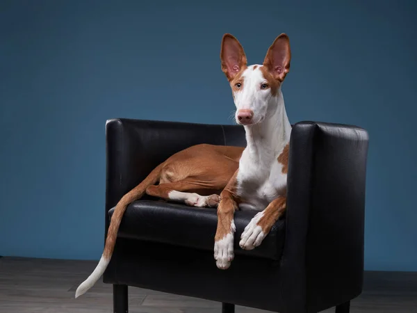 スタジオの椅子に犬。スリムなスペイン語のグレイハウンド、 podenko ibitsenko — ストック写真