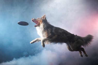 Diskle Sınır Çobanı 'na atlamak. Stüdyoda köpeğin hareketi..