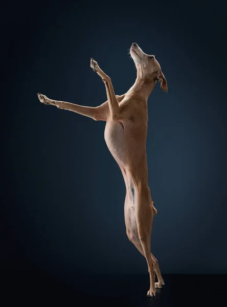 O cão está de pé nas patas traseiras. Greyhound italiano em um fundo azul escuro — Fotografia de Stock