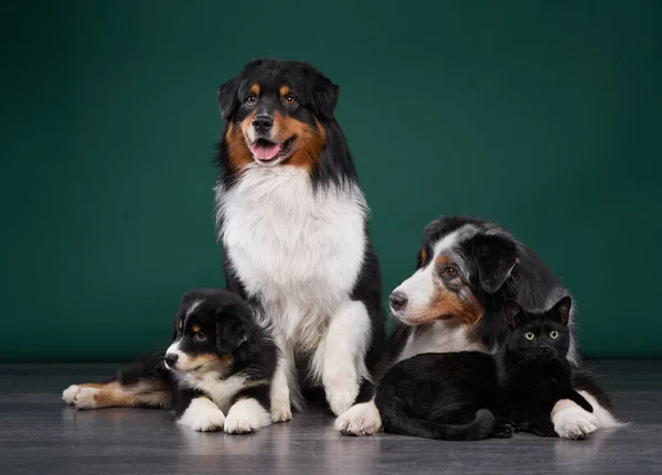 Perros y un gato juntos sobre un fondo verde. Pastor australiano y gato negro — Foto de Stock