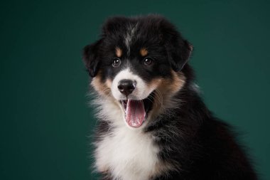 Yeşil arka planda bir köpek. Avusturalya Shepherd stüdyo resmi