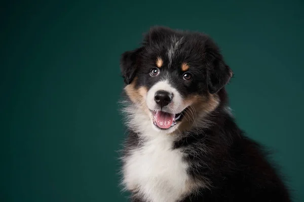 Dog on a green background. Australian Shepherd studio portrait — Stock Photo, Image