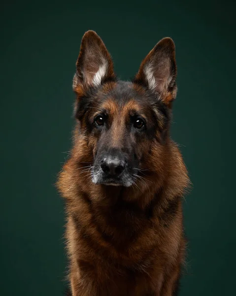 Dog breed German shepherd on a green background. — Stock Photo, Image