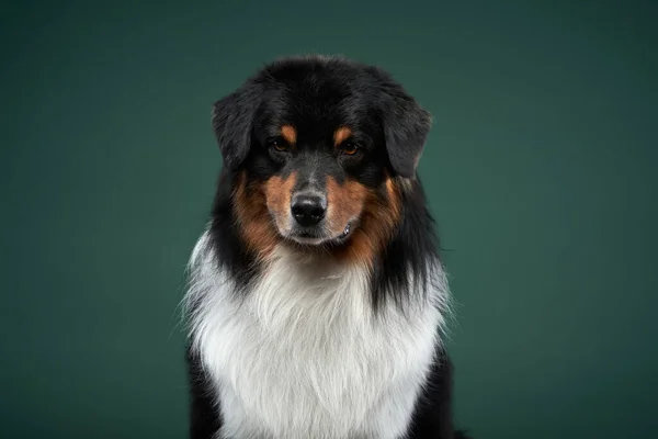 Hund auf grünem Grund. Australian Shepherd Studioporträt — Stockfoto