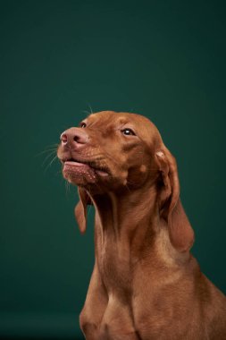 Stüdyoda köpek portresi. Yeşil arka planda Macar Vizsla