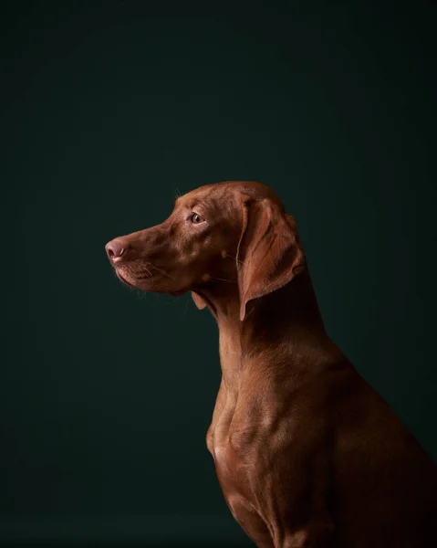 Retrato de cão no estúdio. Húngaro Vizsla em um fundo verde — Fotografia de Stock