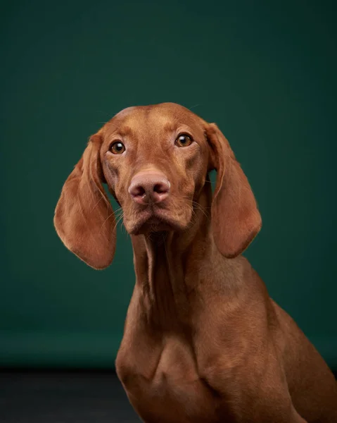 工作室里的狗肖像画匈牙利Vizsla绿色背景 — 图库照片